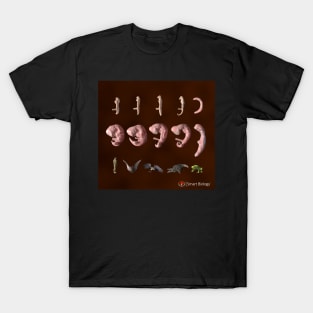 The Phylotypic Stage T-Shirt